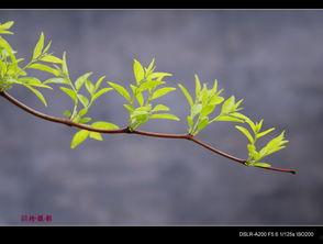绿上枝头,枝头绽放的生机与希望”